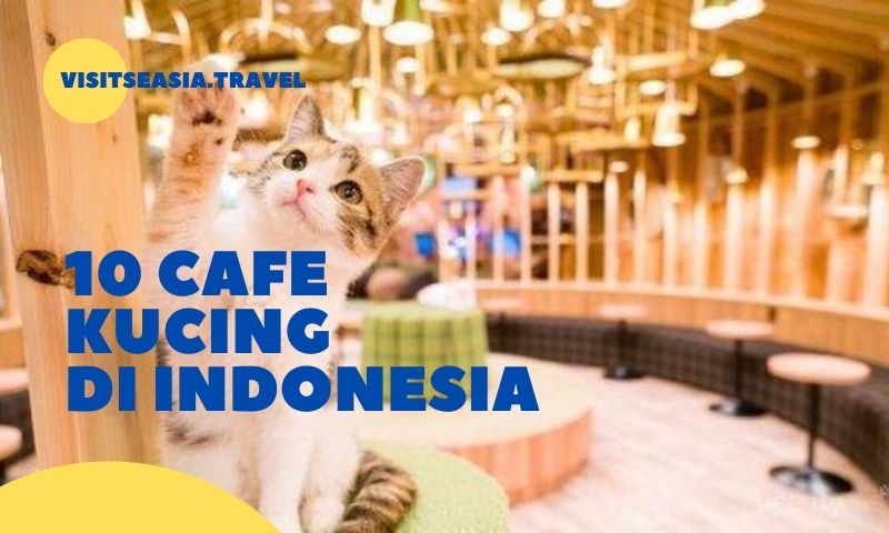 10 cafe kucing di indonesia